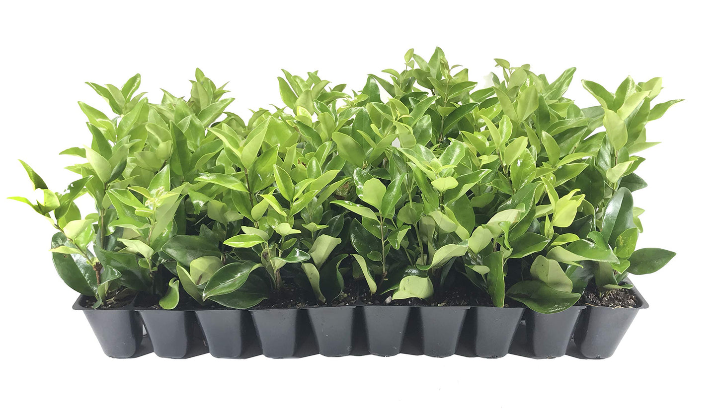 Ligustrum Waxleaf Privet - 30 Live Plants 2" Pot Size - Evergreen Privacy Hedge
