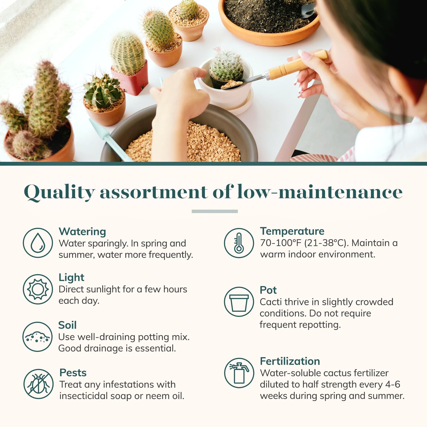 Shop Succulents Premium Live Mini Cactus and Succulent Plants in 2" Pots, Easy Care Indoor or Outdoor Gardening, Terrariums, Favors, & Contemporary Spaces with Hardy, Resilient Varieties, Pack of 5