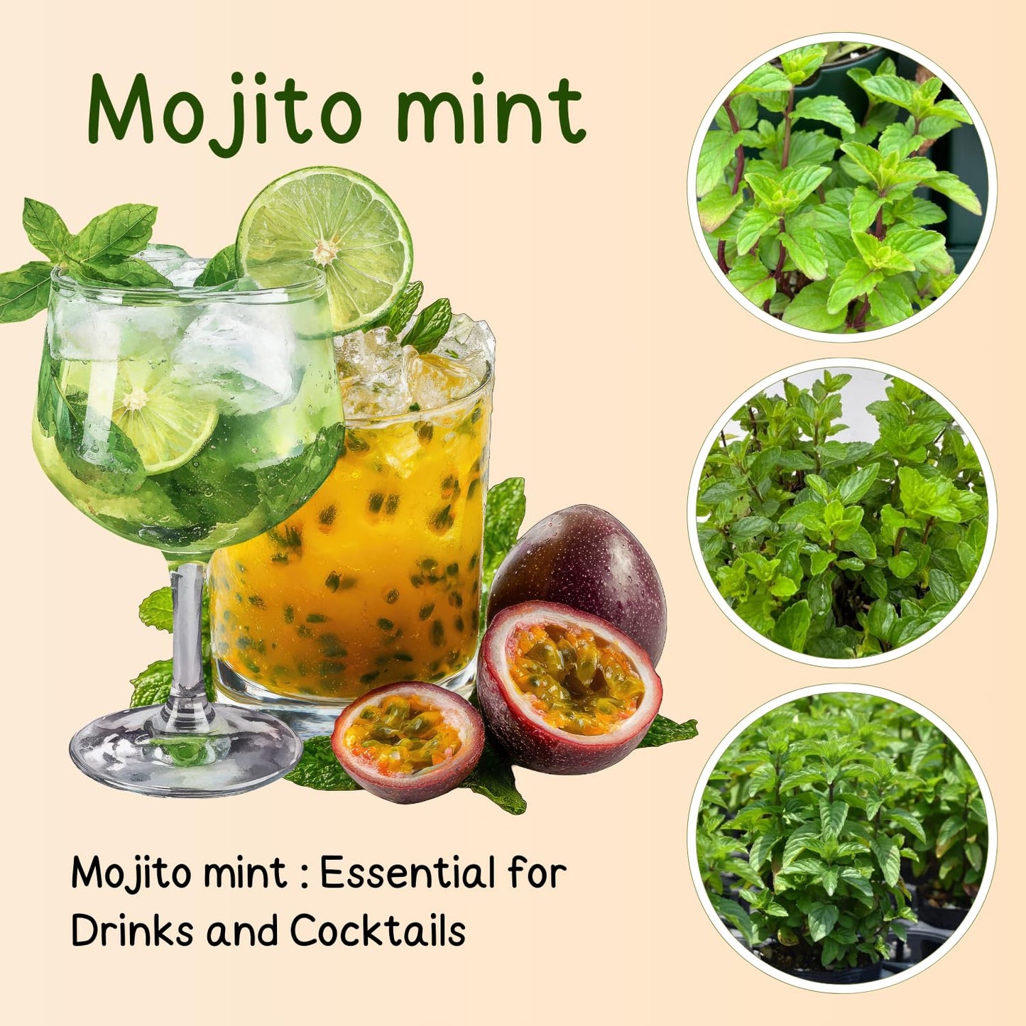 6 Mojito Mint Live Herb Plants, 3–6 Inches Tall, Fragrant Mint Plants for Indoor Outdoor Garden, Patio, and Culinary Growing