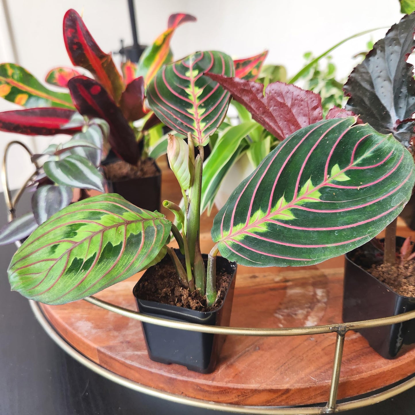 Altman Plants Live Houseplants (6PK), Indoor Plants for Delivery Prime, Live Plants and Gardening Gifts for Plant Lovers, Planters for Indoor Plants with Potting Soil, Live House Plants Indoors Live