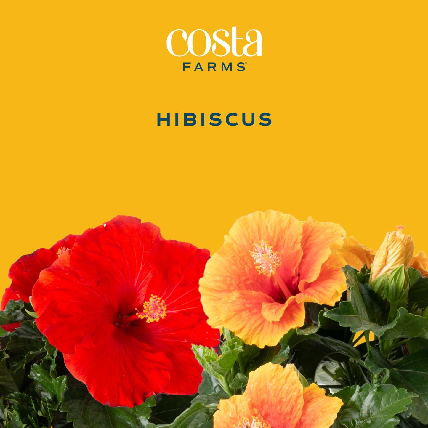 Costa Farms Live Orange Hibiscus Plant, Exotic Tropical Outdoor Flowering Shrub, 16-Inches Tall - Real Summer Garden Flowers for Patio, Deck & Porch - Hummingbird & Pollinator Attractor