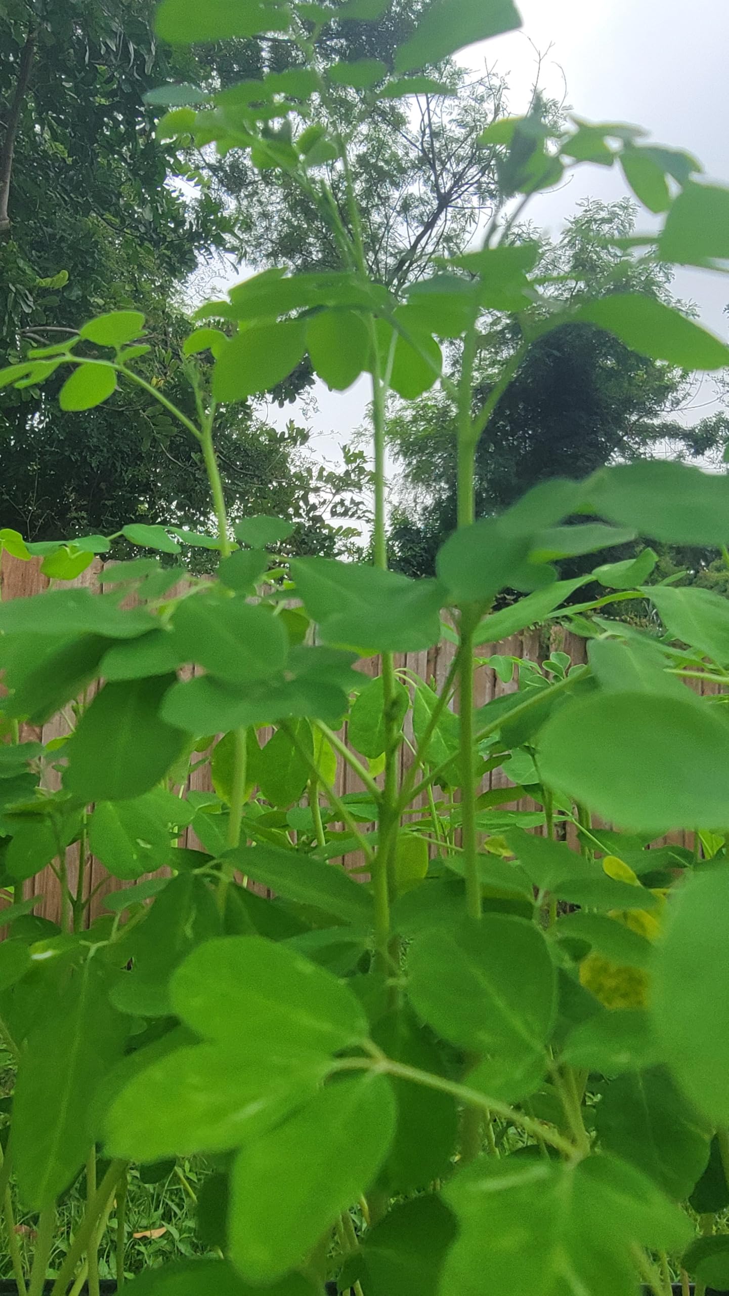 Moringa Tree Live Moringa Plant with Moringa Seeds, Non GMO, Organically Grown Moringa Tree Seedling with Moringa Seeds, Live Moringa Plant