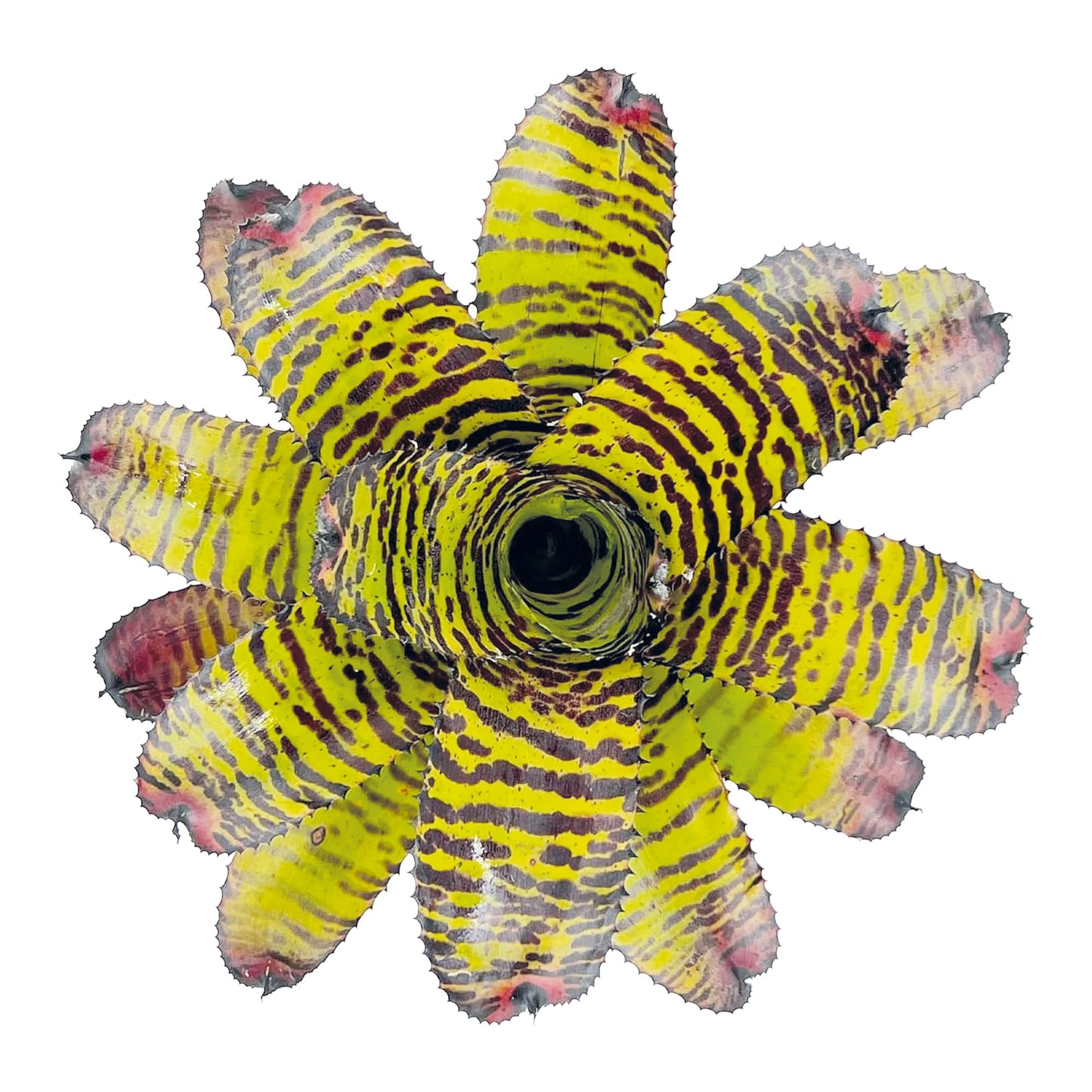 ragnaroc Live Plants – Bromeliad Neoregelia Dragon, 8-12" in 6" Pot - 1ct - Live Arrival Guaranteed - House Plants for Home Decor & Gift