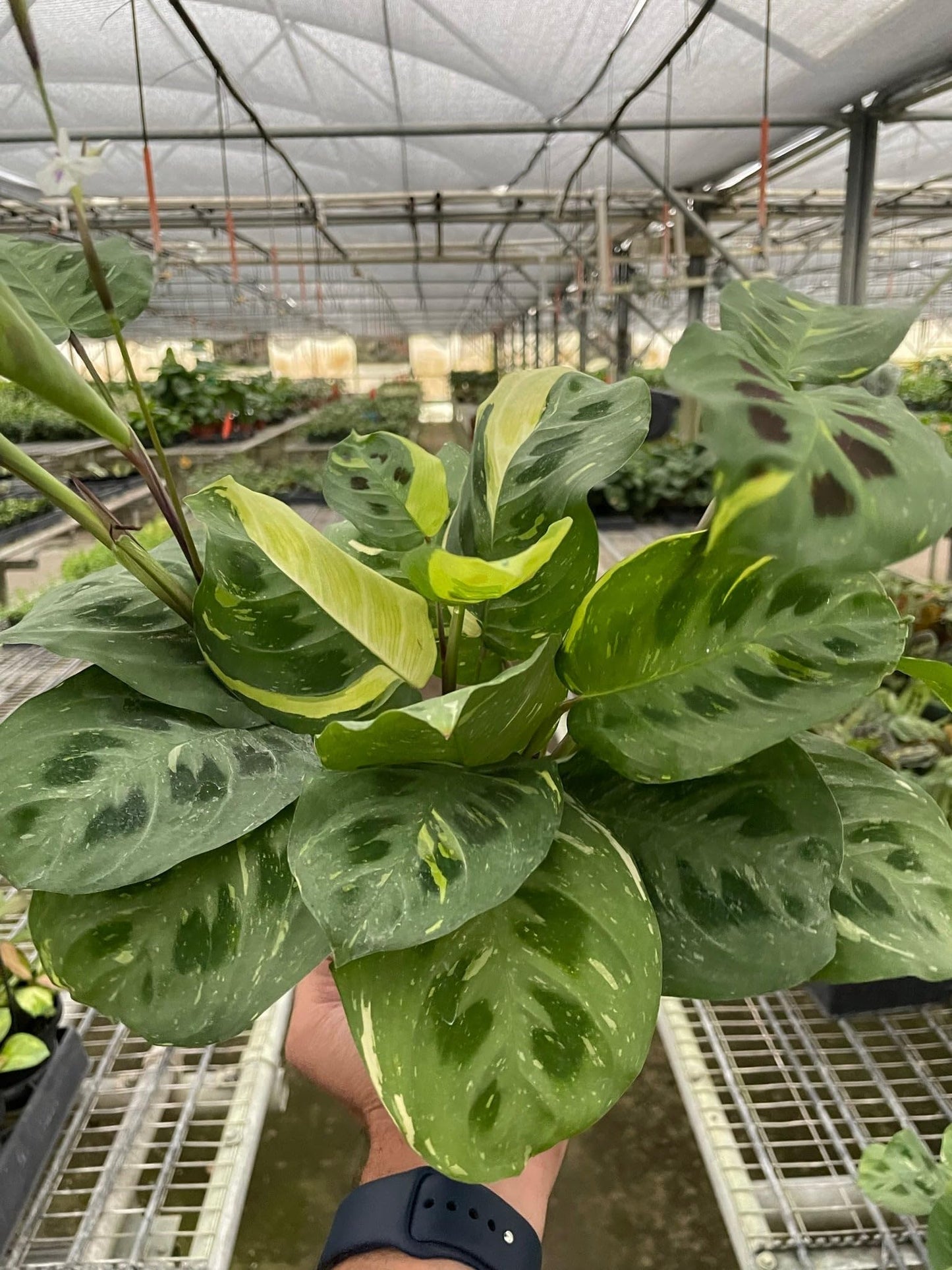 Maranta Variegated 'Beauty Kim' | Live Plant for Indoor & Outdoor | for Living Room, Office, Bathroom | (4" Pot)
