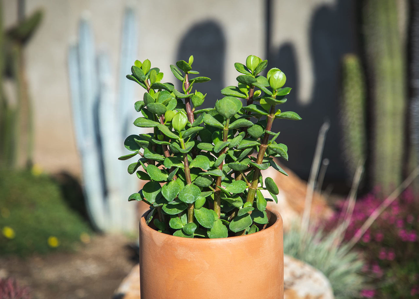 Succulents Plants Live Indoor Plants, Portulacaria Mammoth Live Houseplants, Live Succulents Live Plants Indoor Succulent Plants, Indoor Plant Real Succulents Plants House Plants by Plants for Pets