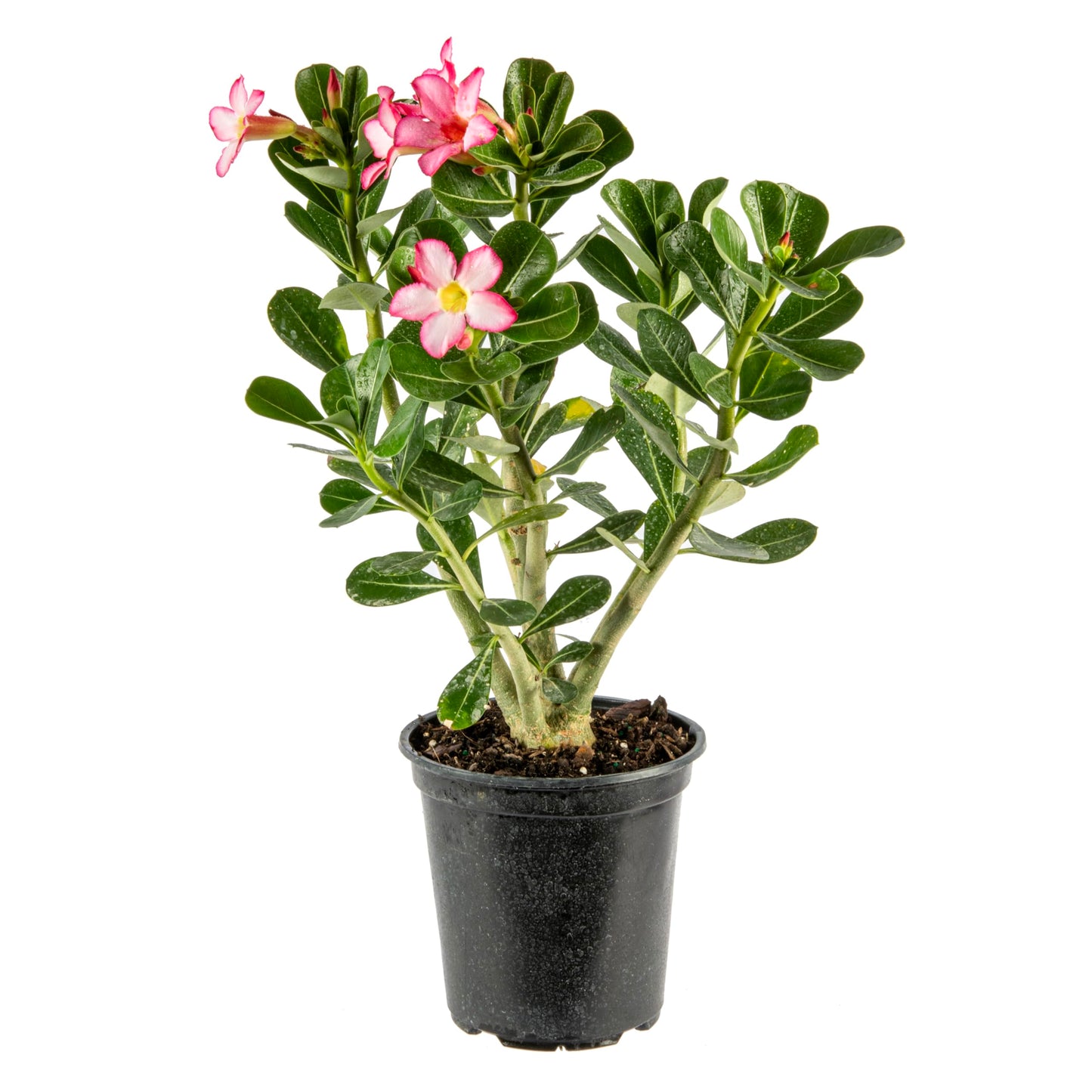 American Plant Exchange Live Single Bloom Desert Rose Plant, Indoor Plant with Pink Flowers, Plant Pot for Home and Garden Decor, 5" Pot