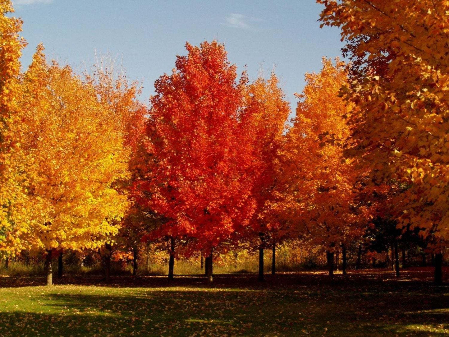 Live Plant - 2 Sugar Maple Trees - Live Plants - 10-18" Tall - Quart Pots - Acer Saccharum