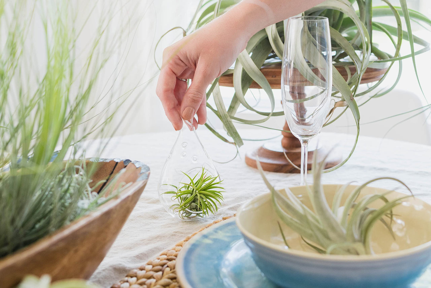 Large Juncea Air Plants 8 to 10 Inches - Live Succulent House Plants - Available in Wholesale and Bulk - Home and Garden Decor - Easy Care Indoor & Outdoor Air Plant (Pack of 1)