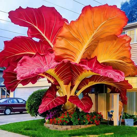FEWSDVBX Elephant Ear- (Excellent Display) Mix Color/Tropical Foliage/Easy Grow for Outdoor Gardens (6)