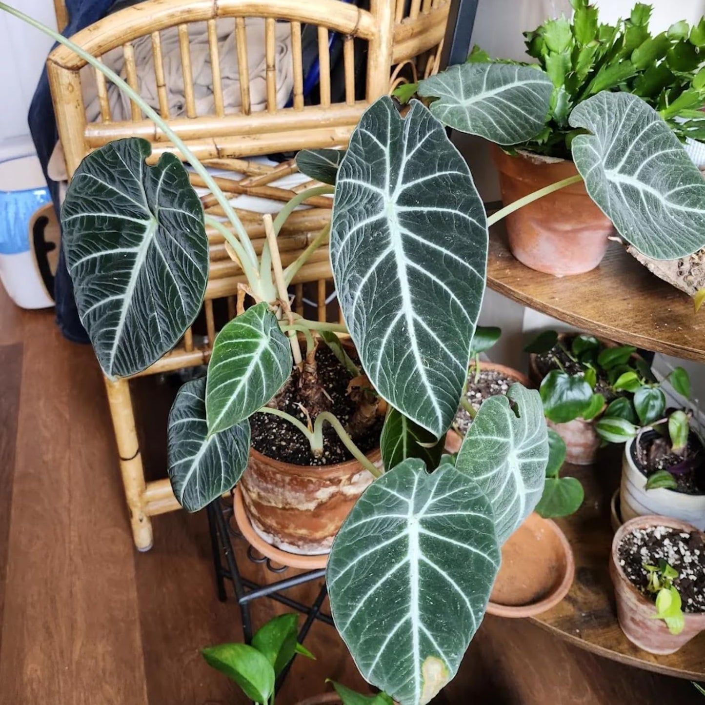 Black Velvet Alocasia Live Plant, Rare Alocasia Plant, House Plant, House Plant Indoors Live 6 Inches Tall No Pot