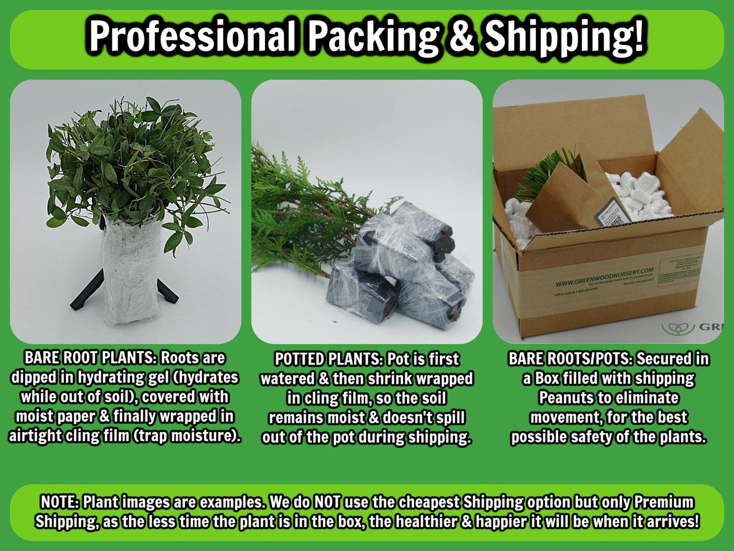Greenwood Nursery: Live Perennial Plants - Firewitch + Dianthus Gratianopolitanus - [Qty: 2X 3.5 Pots] - (Click for Other Available Plants/Quantities)