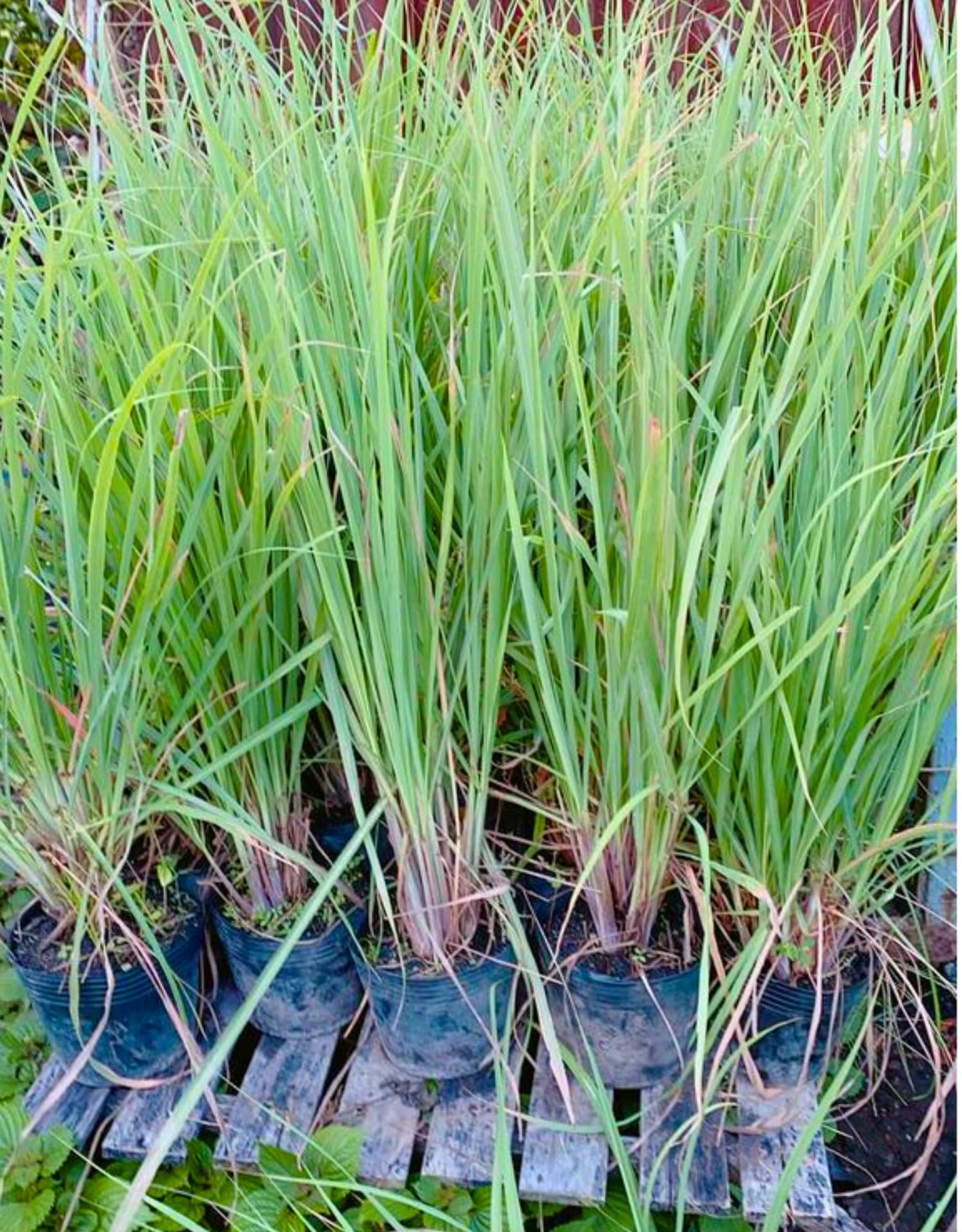 3 Lemon Grass Plants Live, Lemongrass Plants for Outside Planting, Fragant Herb Lemongrass Planting, 4-8 Inc Tall