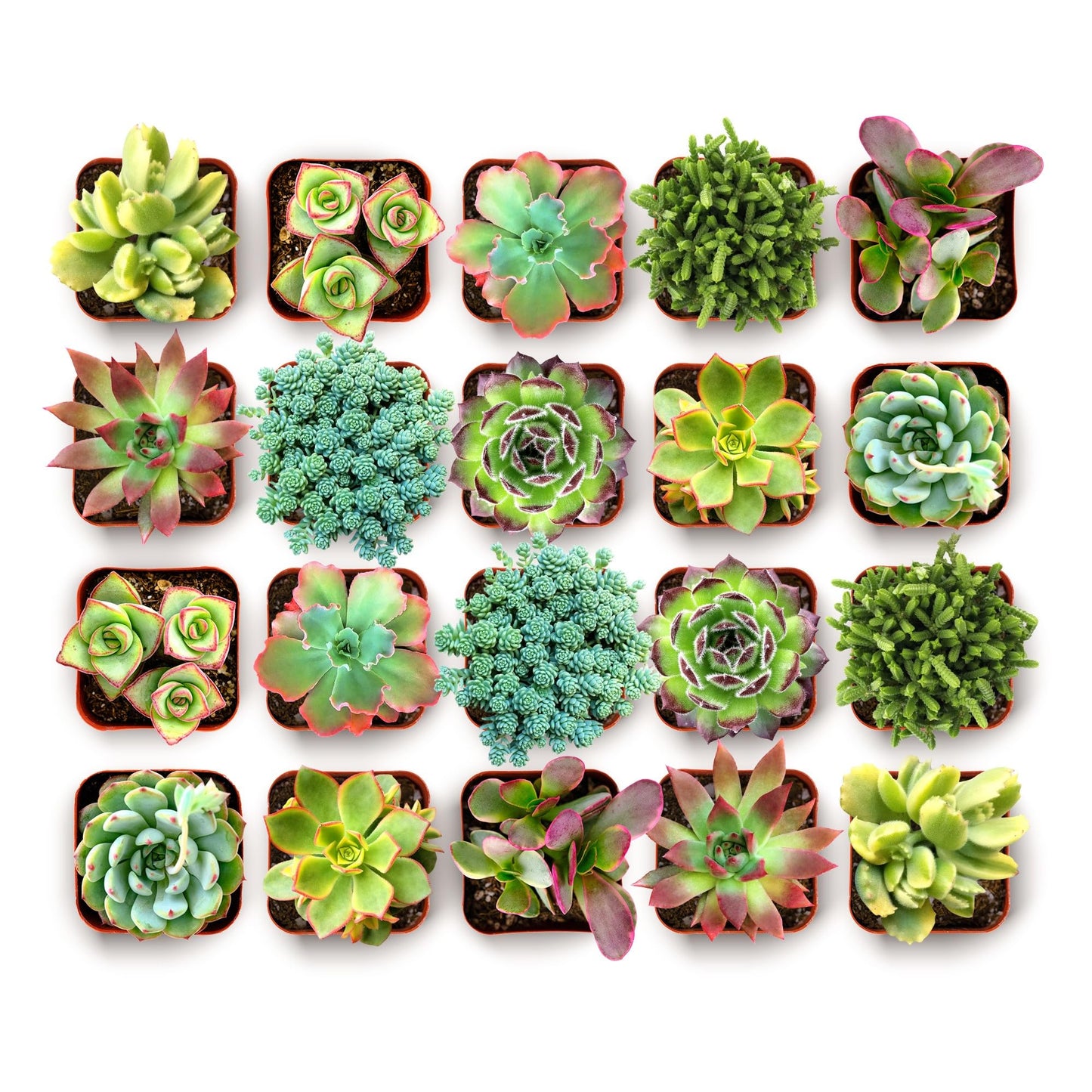 Shop Succulents Spring Beauties Bulk Succulent Plant Pack – Live Mini Succulent Plants, Bright Colorful Mix, Easy Care Houseplants – Gardening, Terrariums, Gifts & Party Favors, 2" Pots