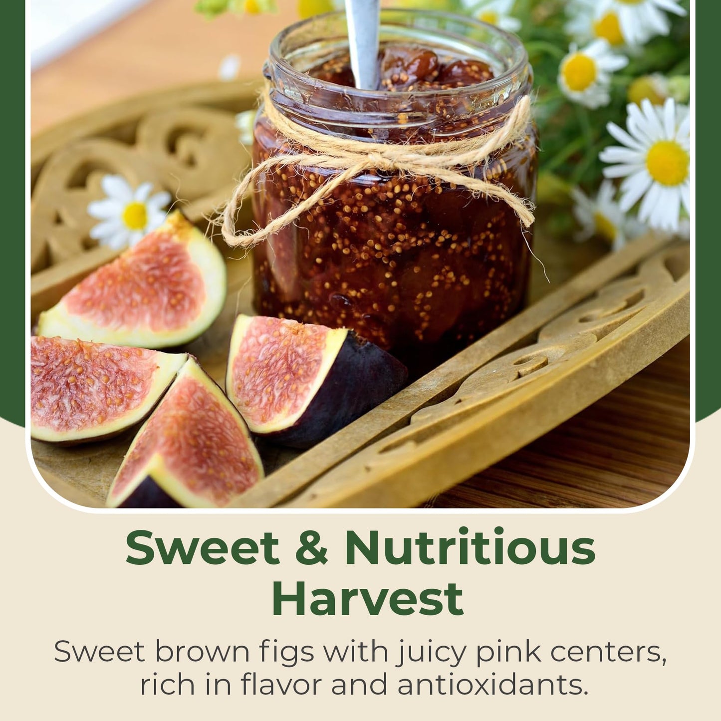 Black Mission Fig Plant - Sweet Year Round Harvest in 1 Gal Growers Pot - Grows Upto 10-30' - Easy to Grow Fruit Trees for Pots and Gardens (1 Count)