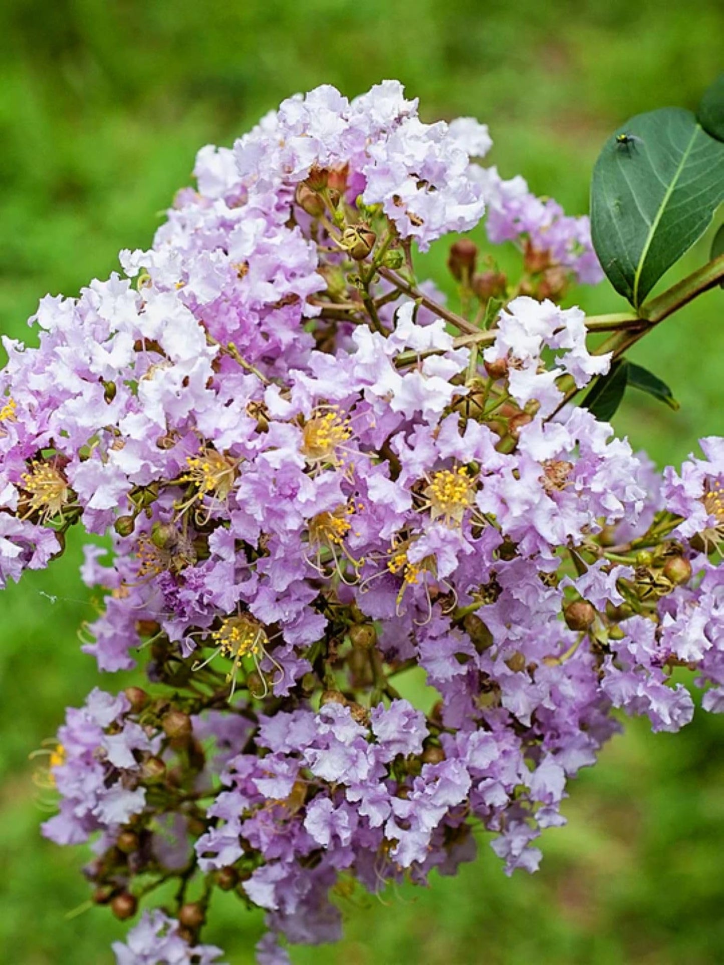 American Plant Exchange Muskogee Crape Myrtle, Live Large 3-Gallon Pot, Light Lavender Flowers, Red-Orange Fall Foliage, Hardy, 100 Days of Blooming, Indoor/Outdoor Landscape/Houseplant