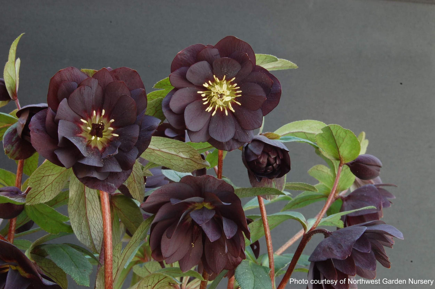 Perennial Farm Marketplace Helleborus x Winter Jewels 'Onyx Odyssey' (Lenten Rose) Perennial, 1 Quart, Near Black Flowers