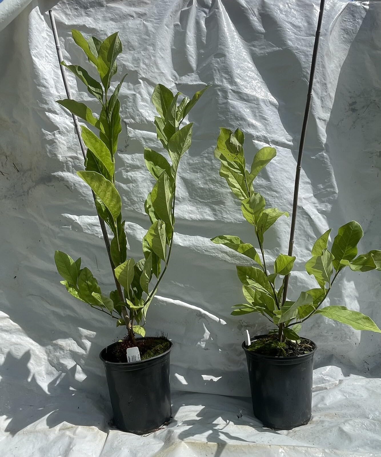 Live Plant - Chinese SaucerMagnolia Hybrid Tree-18-28 Inches Tall