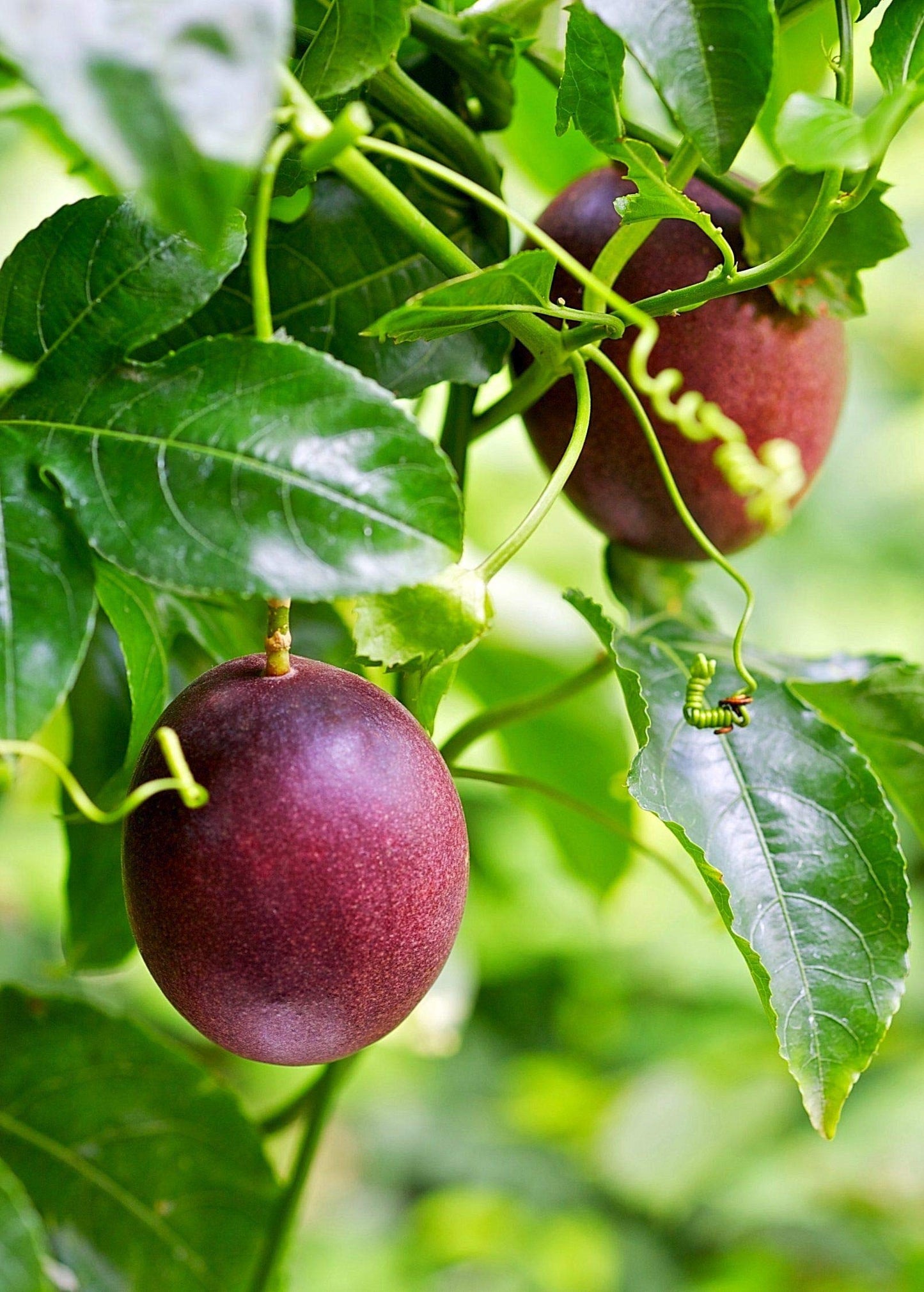 Passion Fruit Plant - 5 Live Plants in 4 Inch Growers Pots - Edible Fruit Bearing Vine for The Patio and Garden