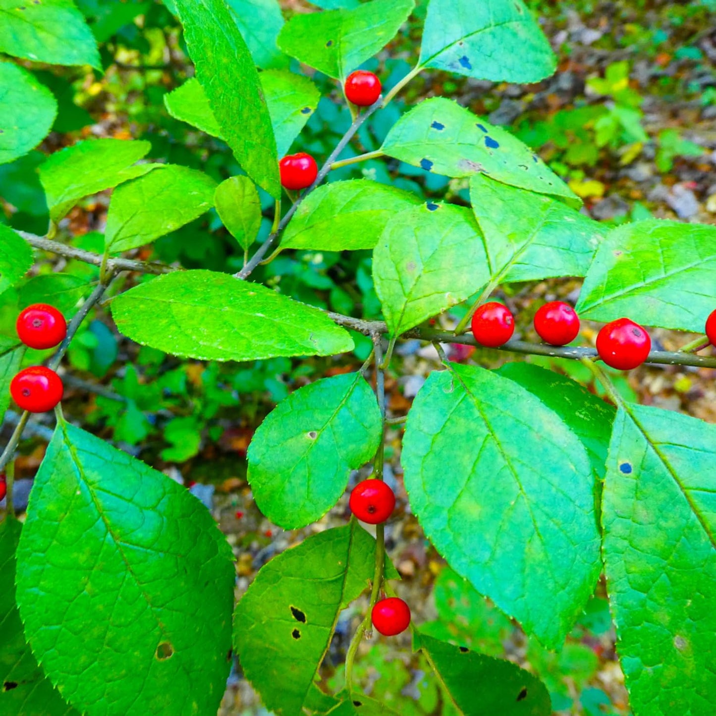 Spicebush Plant Live for Planting, Spicebush Shrub Yellow Flower in Quart Pot,10-14" Tall