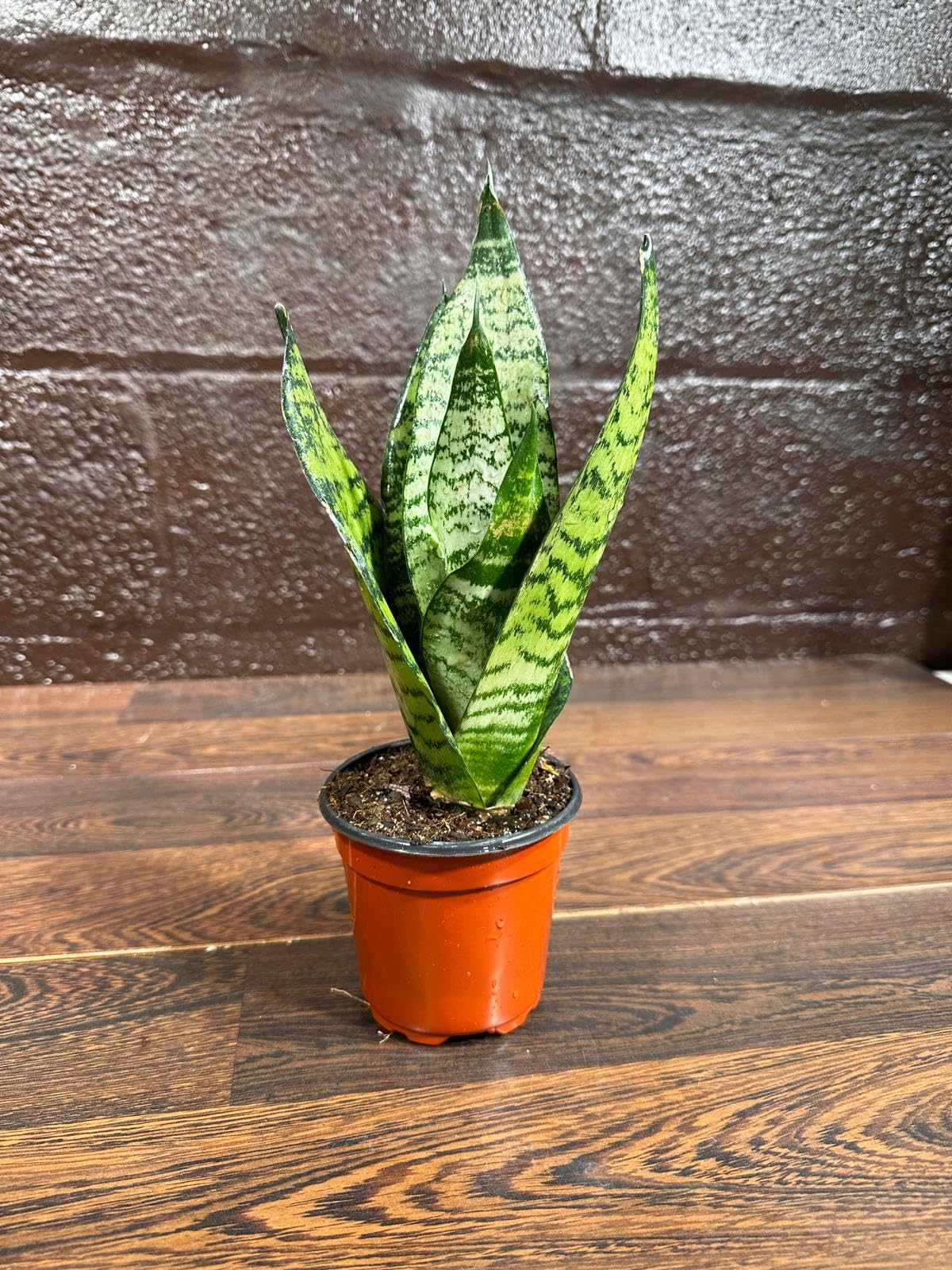 PLANTVERS Sansevieria Zeylanica Snake Plant in a 3 Inch Nursery Pot - Live Green Snake Plant - Mother-in-Law Tongue - Low Light Houseplant - Air Purifier Indoor Plant - Office Plant