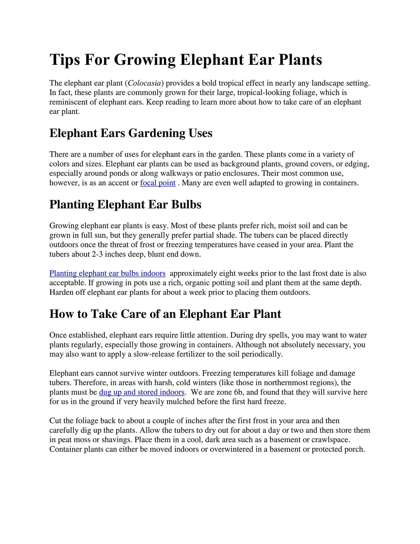 2.5 Inch Live Plant Elephant Ear Colocasia esculenta 'Mojito' Taro PPAF- WSR911
