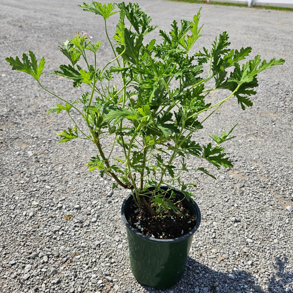 TriStar Plants - Scented Citronella Geranium - 1 Gallon Growing Container - Root Established, Citronella Scented Geranium, Pelargonium Graveolens Citronella, Citronella Geranium Plant, Citrosa