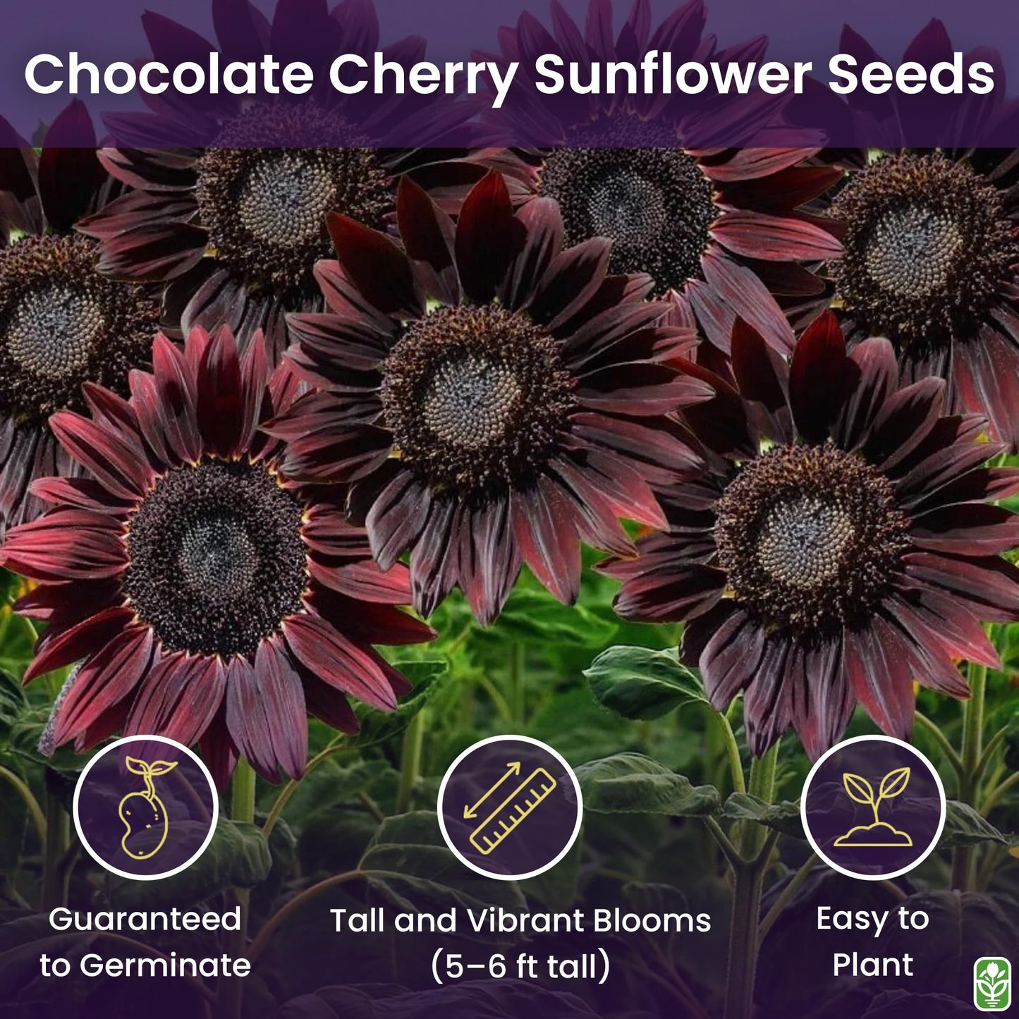 Chocolate Cherry Sunflower Seeds to Plant - Heirloom & Non-GMO - Large Package 200 Sunflower Seeds for Planting in Your Home Garden