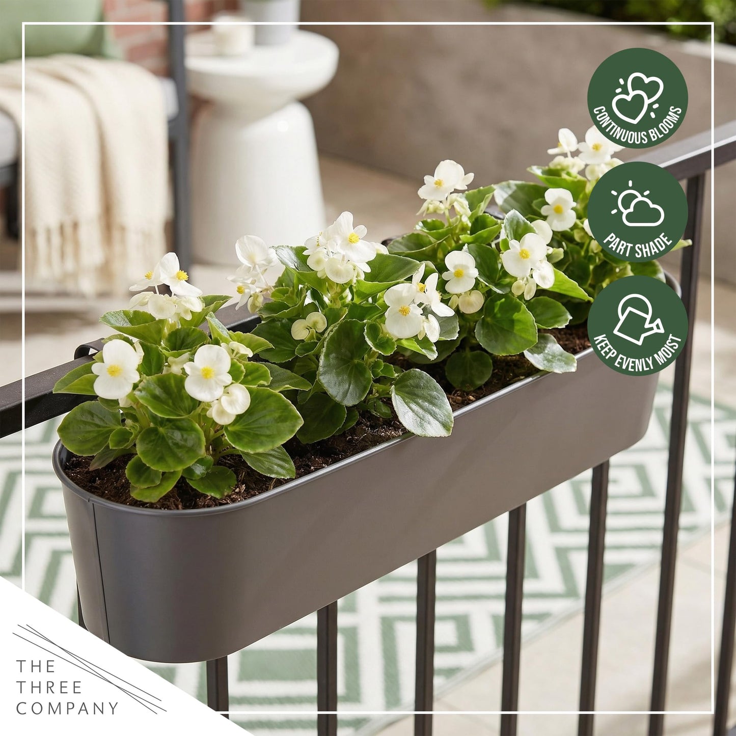 Live Begonia - Green Leaf Ambassador White (4 Per Pack), Beautiful Shade Annual, Ships 8" Tall by 4" Wide in 1 Pt Pot