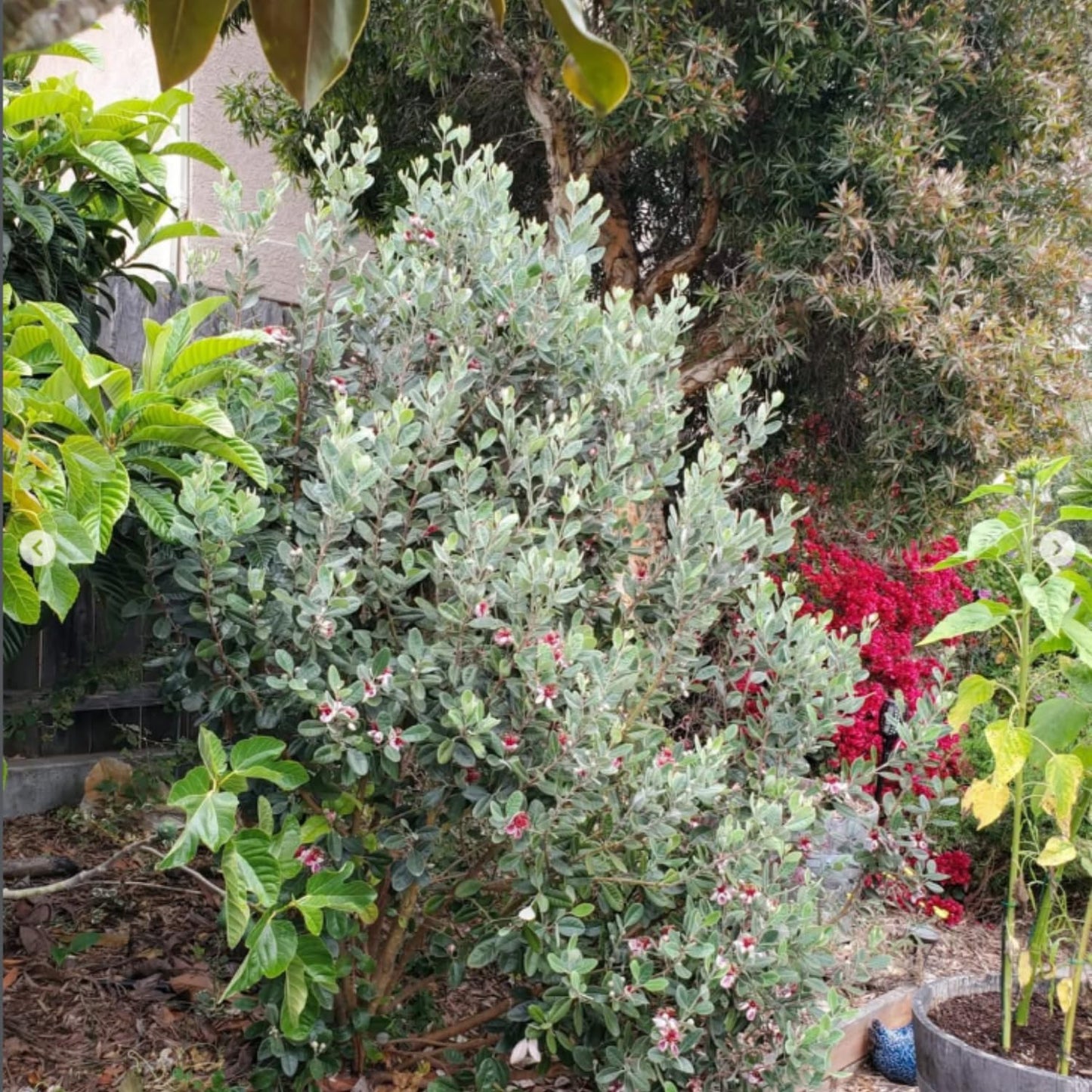 Pineapple Guava Live Plant, 4 to 6 Inches, Well Rooted Fragrant Guava for Garden
