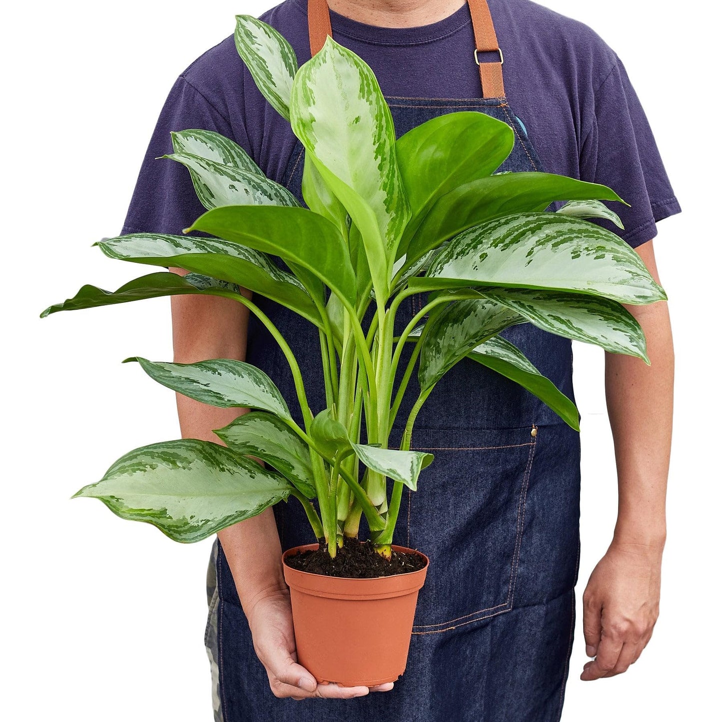 3 Pack Chinese Evergreen 'Silver Bay' in 6in Pot - Live Plants Tropical Houseplants | Variegated | USA Growers | The Snobby Leaf