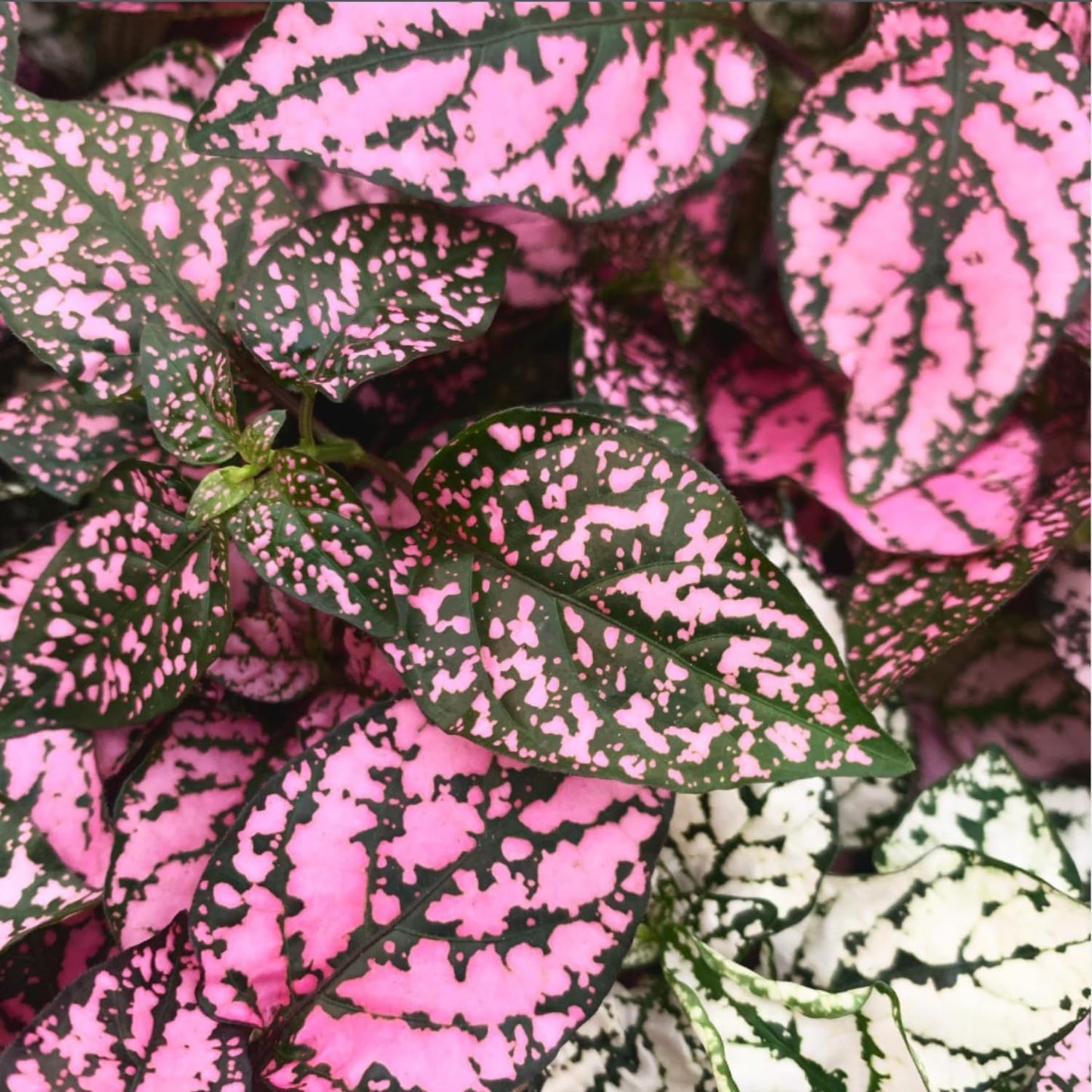 Rose Polka Dot Plant Live, Variegated Hypoestes Rare Indoor Houseplant, 2.5'' Pot