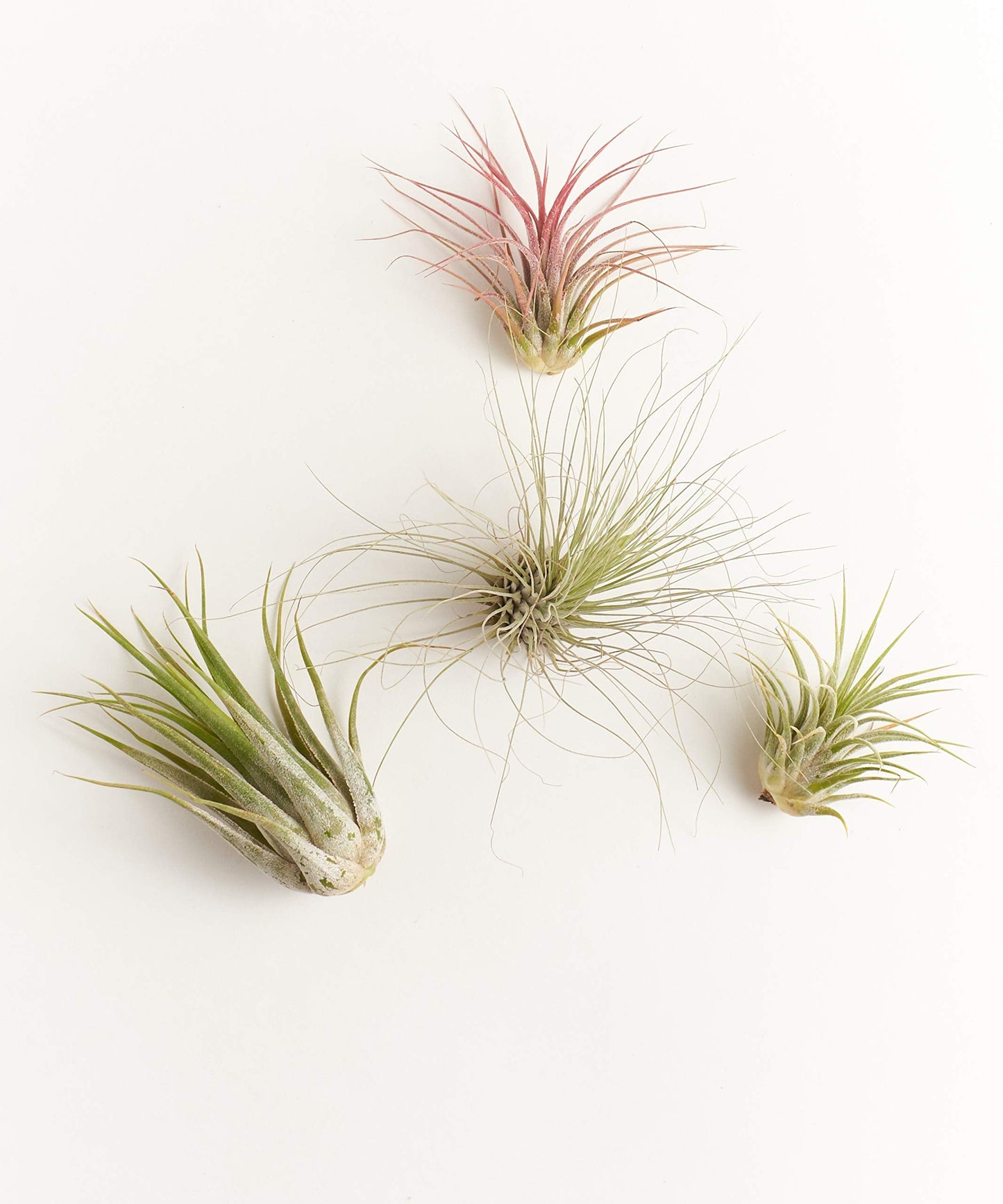 Shop Succulents | Ionantha Air Collection of Live Air Succulent Plants, Hand Selected Variety Pack of Large Air Succulents | Collection of 4