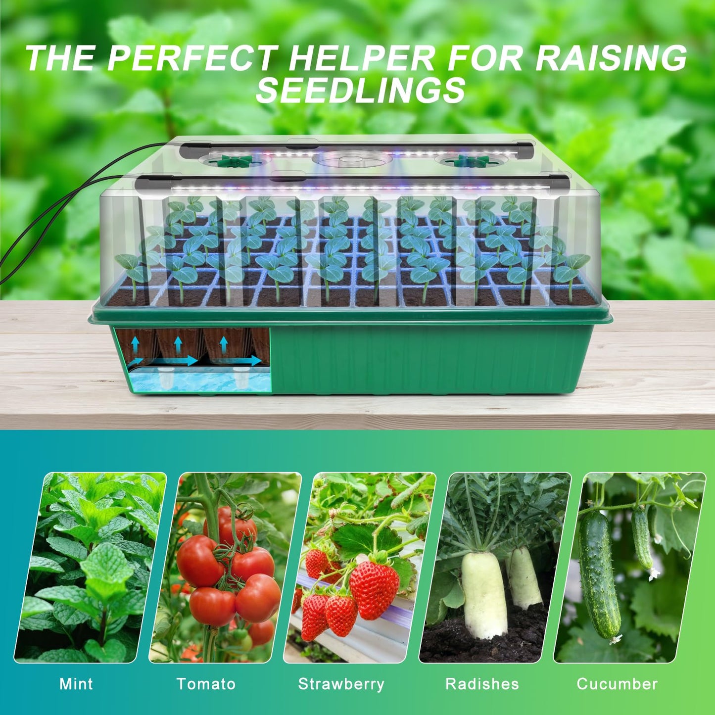 GOOINMILL Self-Watering Seed Starter Tray with Timed Grow Light, 60 Cells Plant Starter Tray Seedling Starter Kit with Humidity Domes Base Indoor Mini Greenhouse Plant Germination Trays
