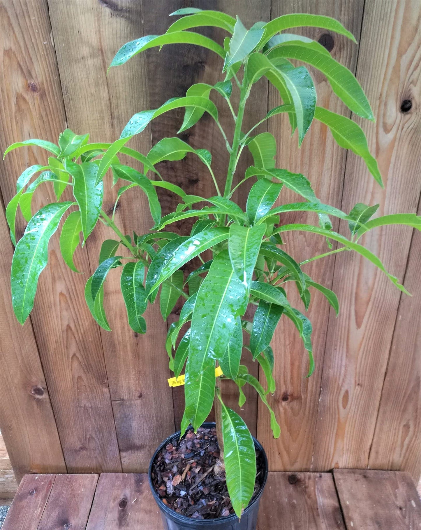 Grafted Mango Tree - Live Fruit Tree in a 3 Gallon Pot - Variety is Grower's Choice Based on Season, Health and Availability - Tropical Edible Fruit Bearing Tree