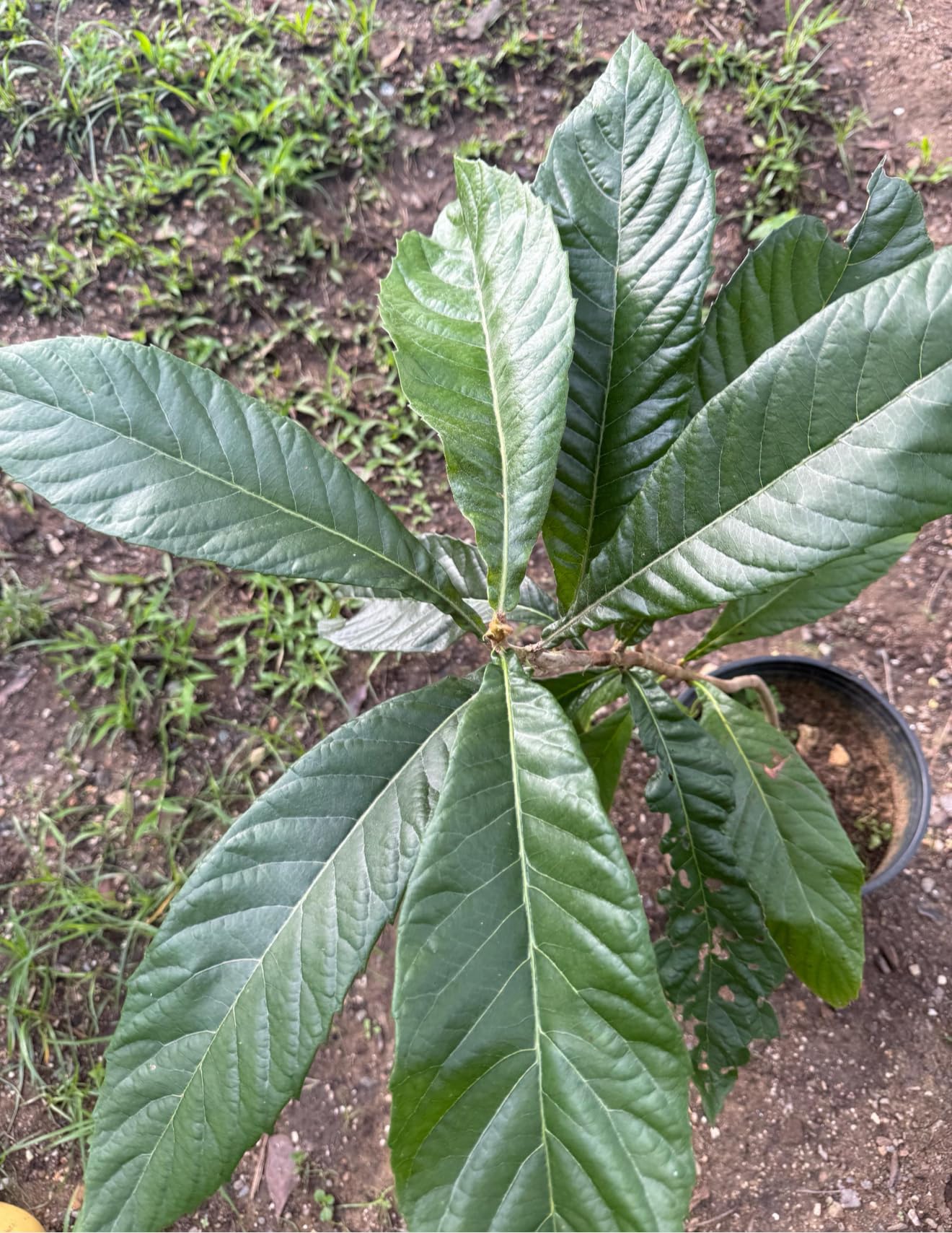 Big Loquat (Eriobotrya Japonica) Nispero Japones Live Tree(Japanese Plum) Plant (2-3ft)