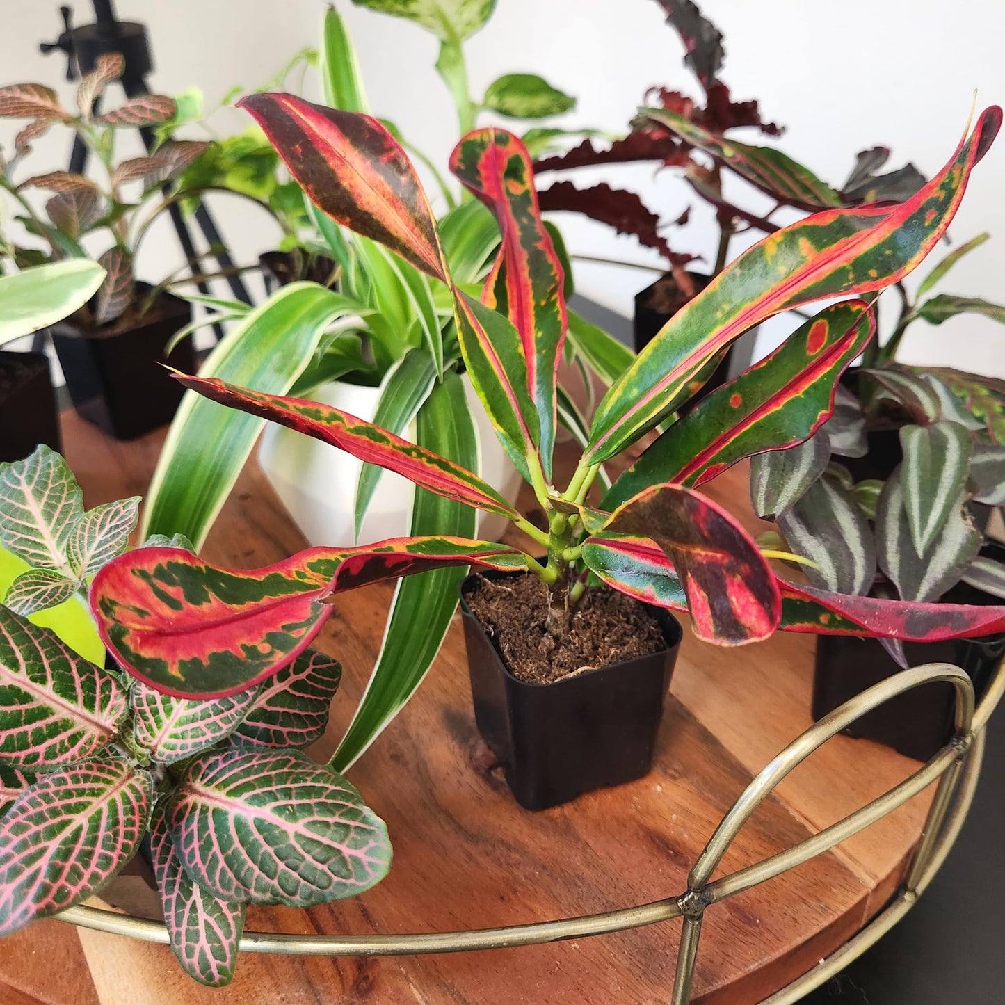 Tillandsia Air Plants Live Indoor Plants (50 Pack), Air Plants Bulk Party Favors or Wedding Favors Live Plants, Air Plant Lover Gifts, DIY Terrarium Kit, Air Succulents Plants Live by Plants for Pets