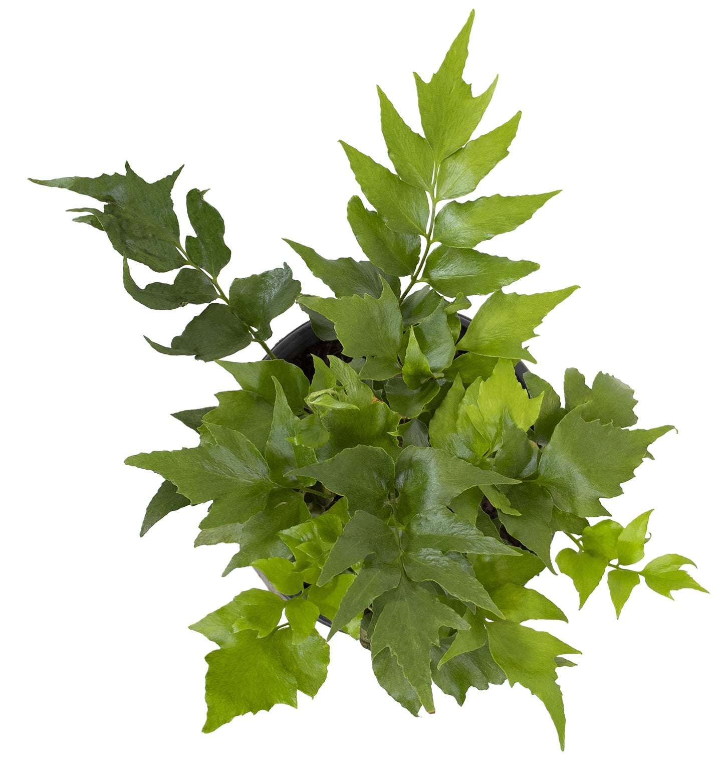 Holly Fern Plants Live Houseplants, Ferns Live Plants Indoor Plants Live Houseplants, Live Fern Plant Low Light House Plants Indoors Live Outdoor Plants and Flowers, House Plant by Plants for Pets