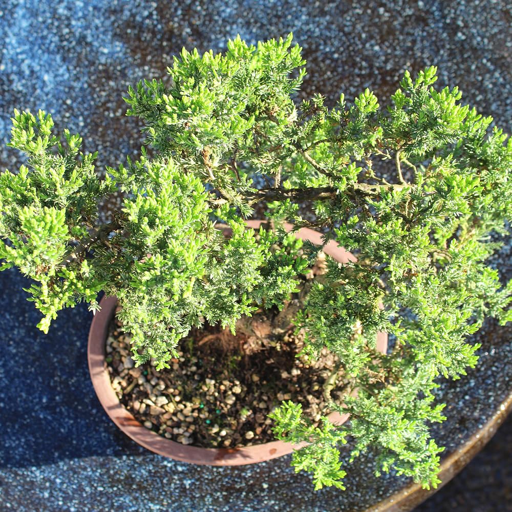 Brussel's Bonsai Live Green Mound Juniper Bonsai Tree - Large, 7 Year, 12 to 16 Inches - Outdoor Bonsai Tree Live with Bonsai Pot