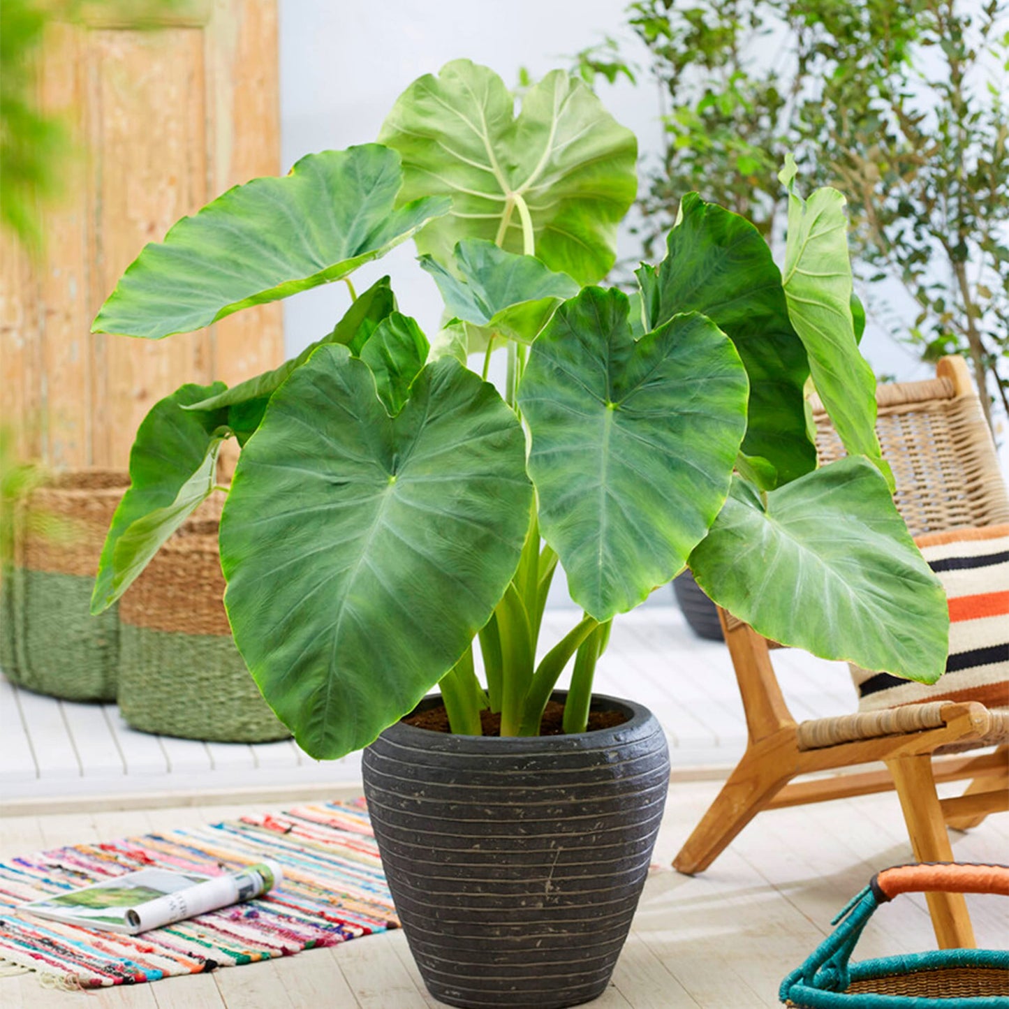 Garden State Bulb Colocasia Esculenta Elephant Ear Bulbs, 7/9 inches, Spring Planting (Bag of 5)