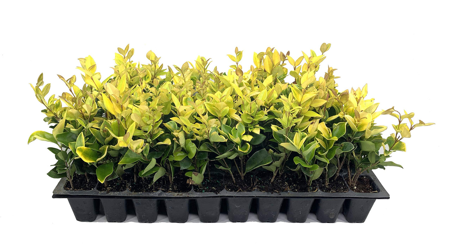 Ligustrum Japonicum 'Howardi' - 10 Live Plants - Evergreen Privacy Hedge Yellow Tip Shrub