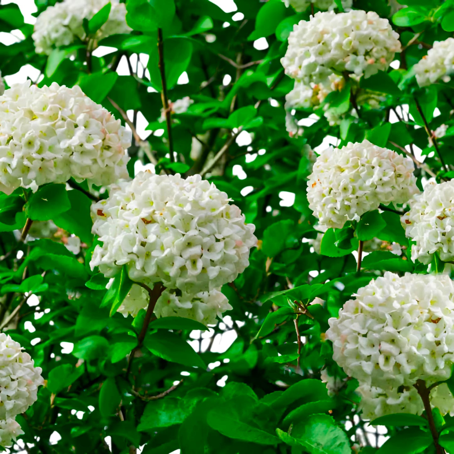 Shakaz Viburnum Shrub – Evergreen Flowering Shrub with White Fragrant Blooms and Glossy Foliage, Low-Maintenance Landscape Plant for Gardens & Borders (2 Gallon/Potted/Single)