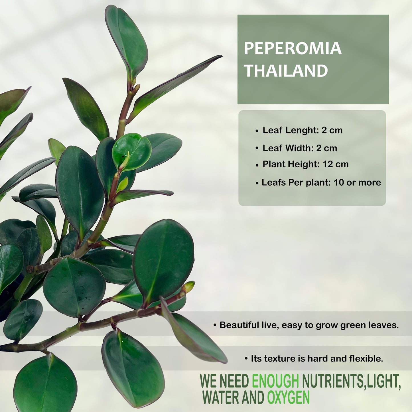LEAL PLANTS ECUADOR Peperomia Thailand (Pack of 2) Live Indoor Plant, Easy-Care Tropical Houseplant, Natural Air Purifier, Perfect for Home Decor, Unique Gift for Plant Lovers