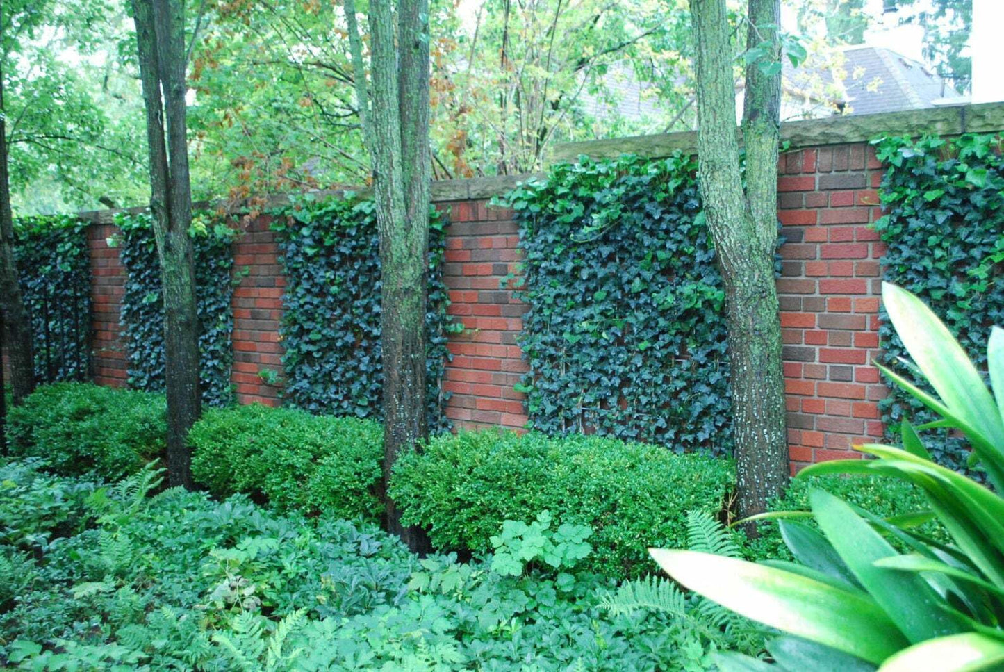 Live Plant - 5 Baltic Sub-Zero English Ivy Bareroot Plants, 6-12" Tall - Hedera Helix Baltica