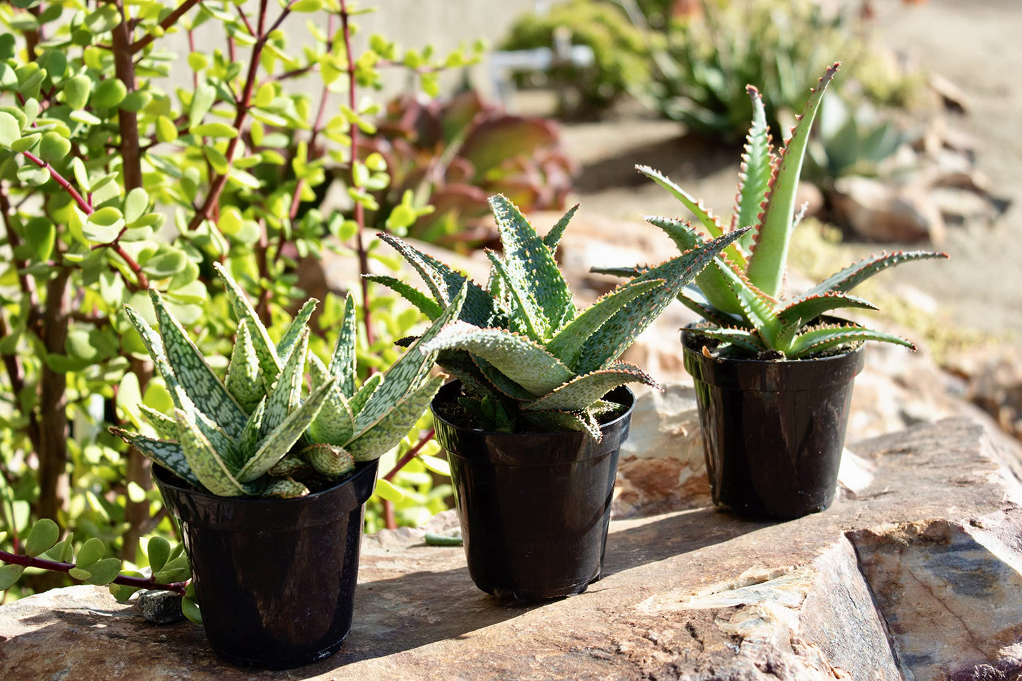 Live Aloe Plant Succulents, Succulents Plants Live in Potting Soil Mix, Potted Succulents Live Plants, Star Aloe Plants Live with Cacti Pots, Cactus Plants Live Succulent Plants by Plants for Pets