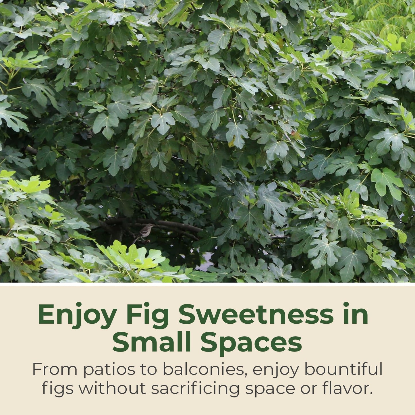 Brown Turkey Fig Plant - Sweet Year Round Harvest in 1 Gal Growers Pot - Grows Upto 12-15' - Easy to Grow Fruit Trees for Pots and Gardens (1 Count)