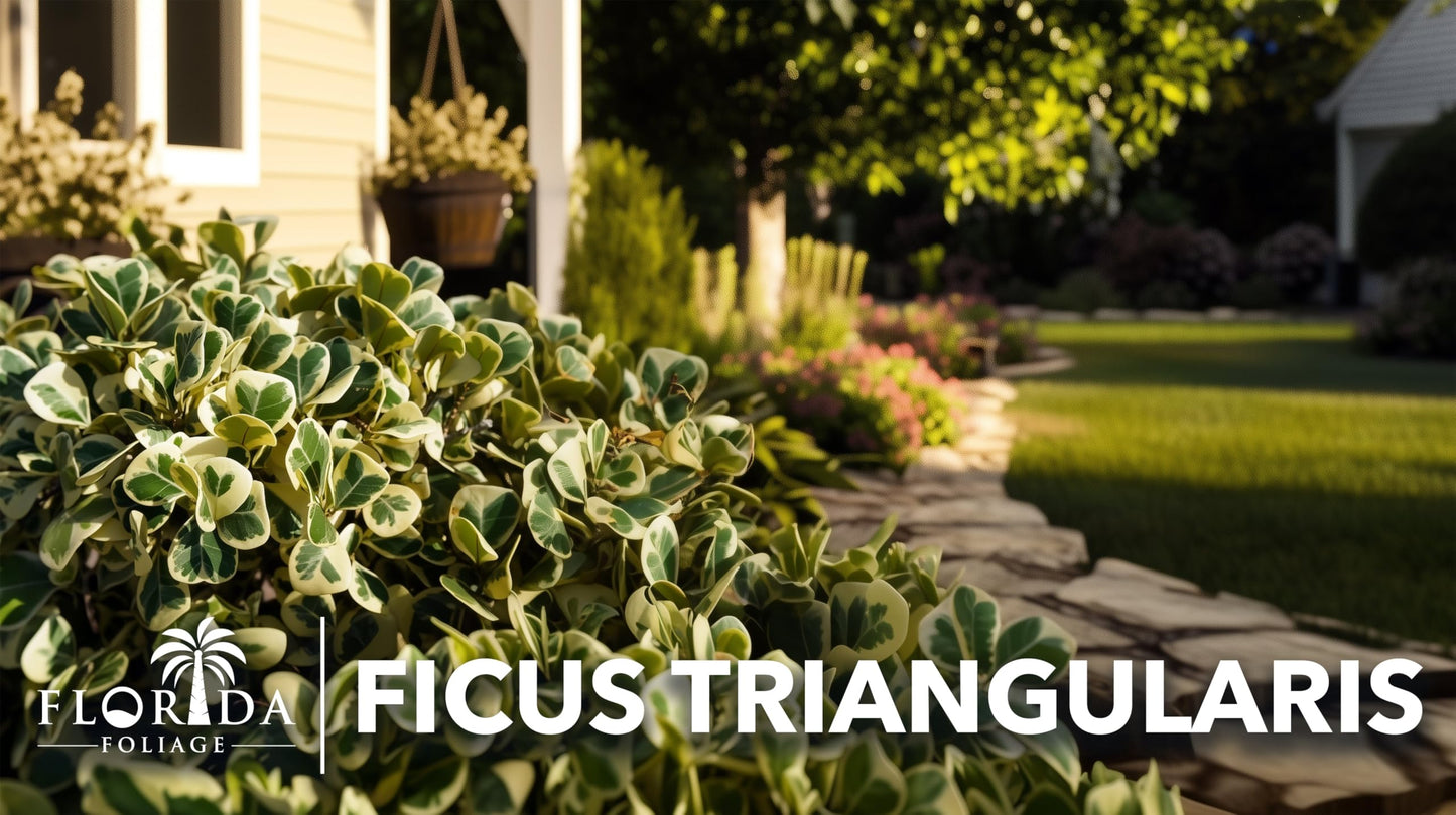Ficus Triangularis | 3 Live Plants | Ficus Triangularis | Indoor Houseplant | Live Evergreen Tree | Low Maintenance | Air Purifying | Unique Leaf Shape | Home or Office Decor