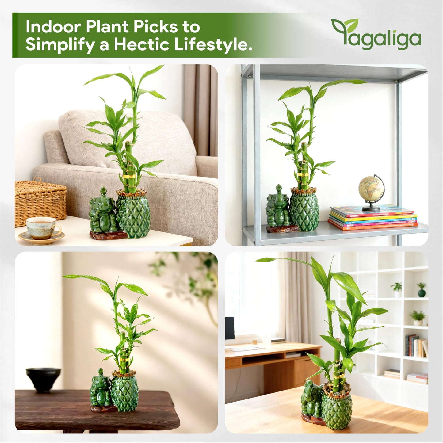 Yagaliga Lucky Bamboo 3-Stalk Set with Pebbles in Elephant Pineapple Pot – 6'' 6'' 8'' Live Houseplant for Good Fortune