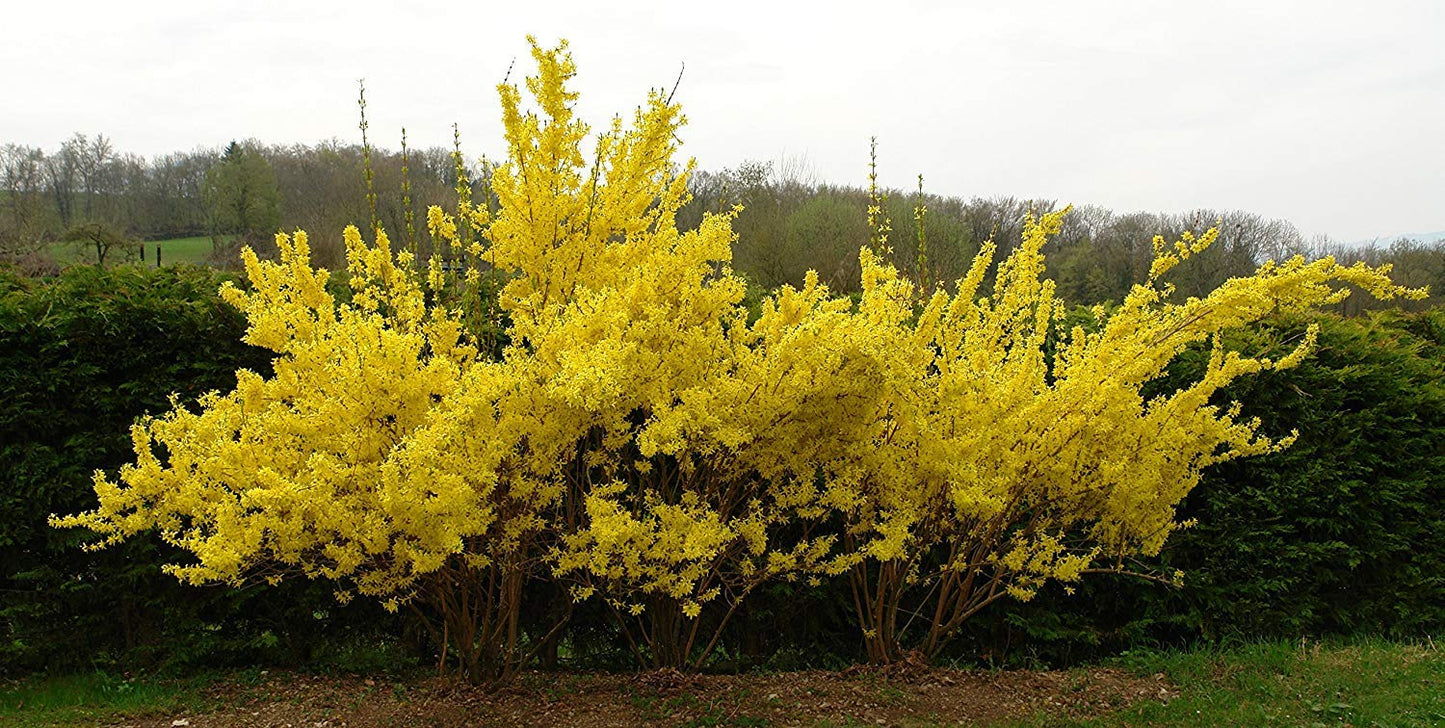 Lynwood Gold Forsythia Bush - Yellow Flowering Shrub - Live Plant Shipped 1 to 2 Feet Tall by DAS Farms