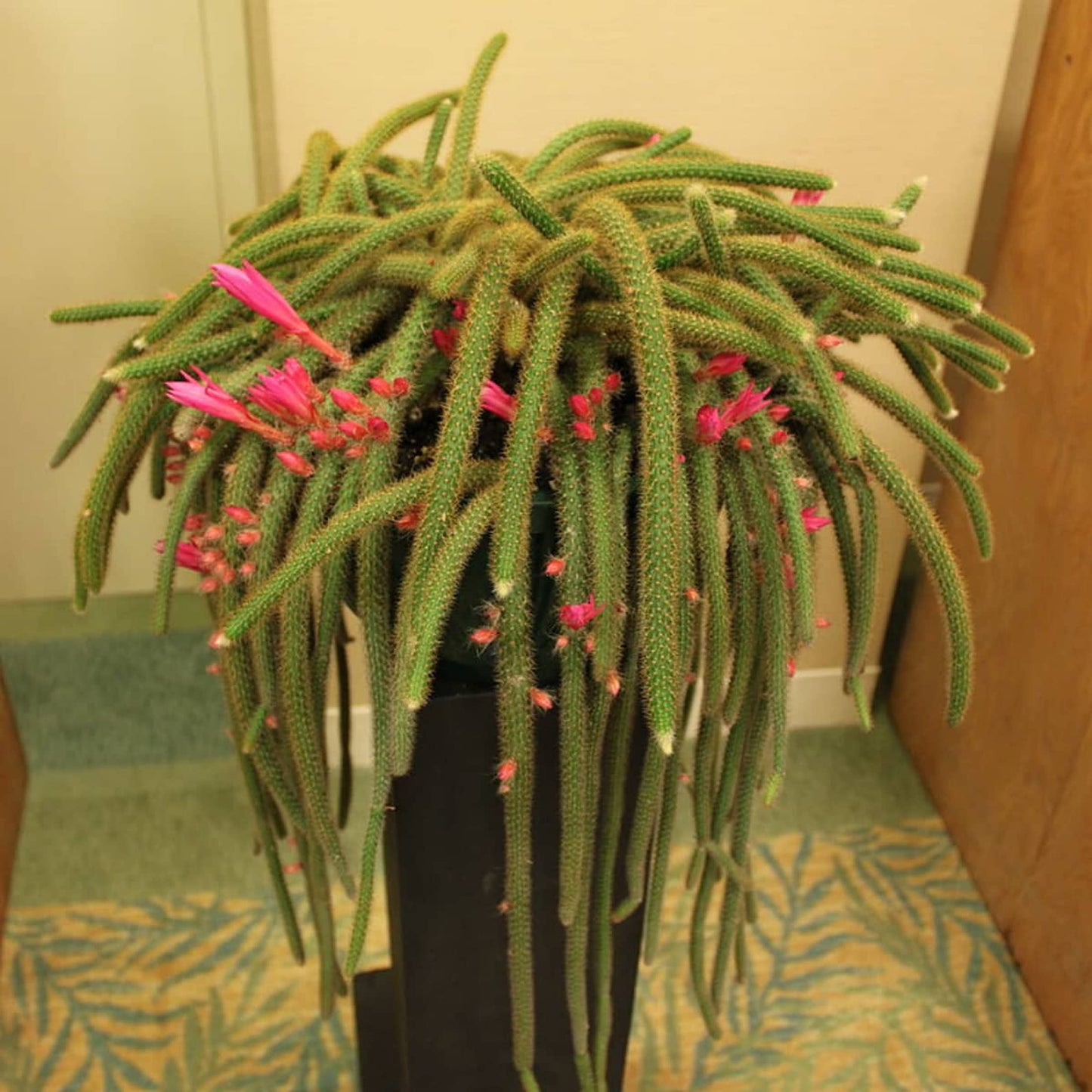 4" Rat Tail Cactus Rare Live Cactus Succulent Fully Rooted-Aporocactus Flagelliformis Live Plant. Easy to Grown Indoor/Outdoor.
