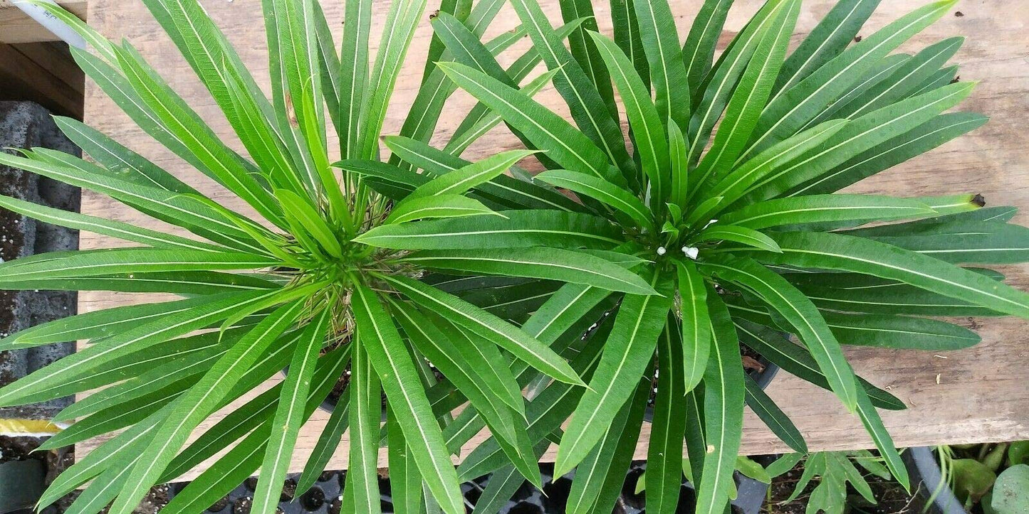 2 Live Madagascar Palm Tree 10" to 12" Plant in Pachypodium Lamerei Cactus